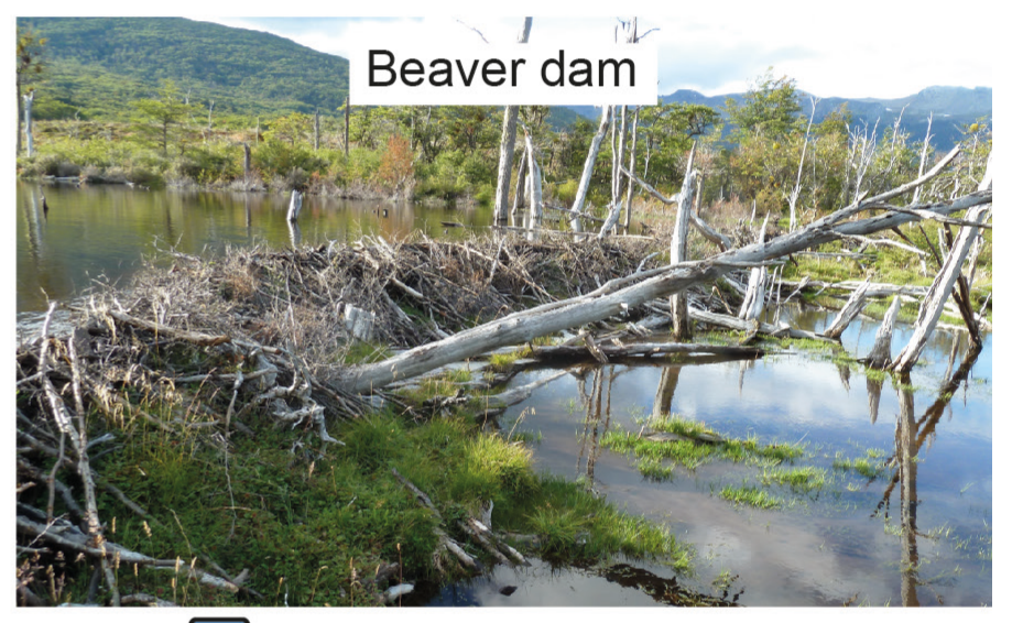 Figure 9(b): Succession caused when a beaver dam is built across a river (continued)