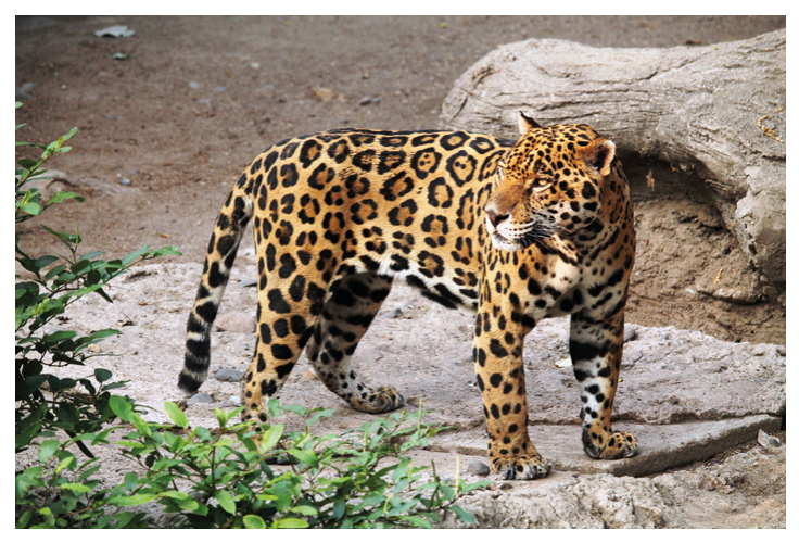Figure 6(a): Jaguar (Panthera onca)