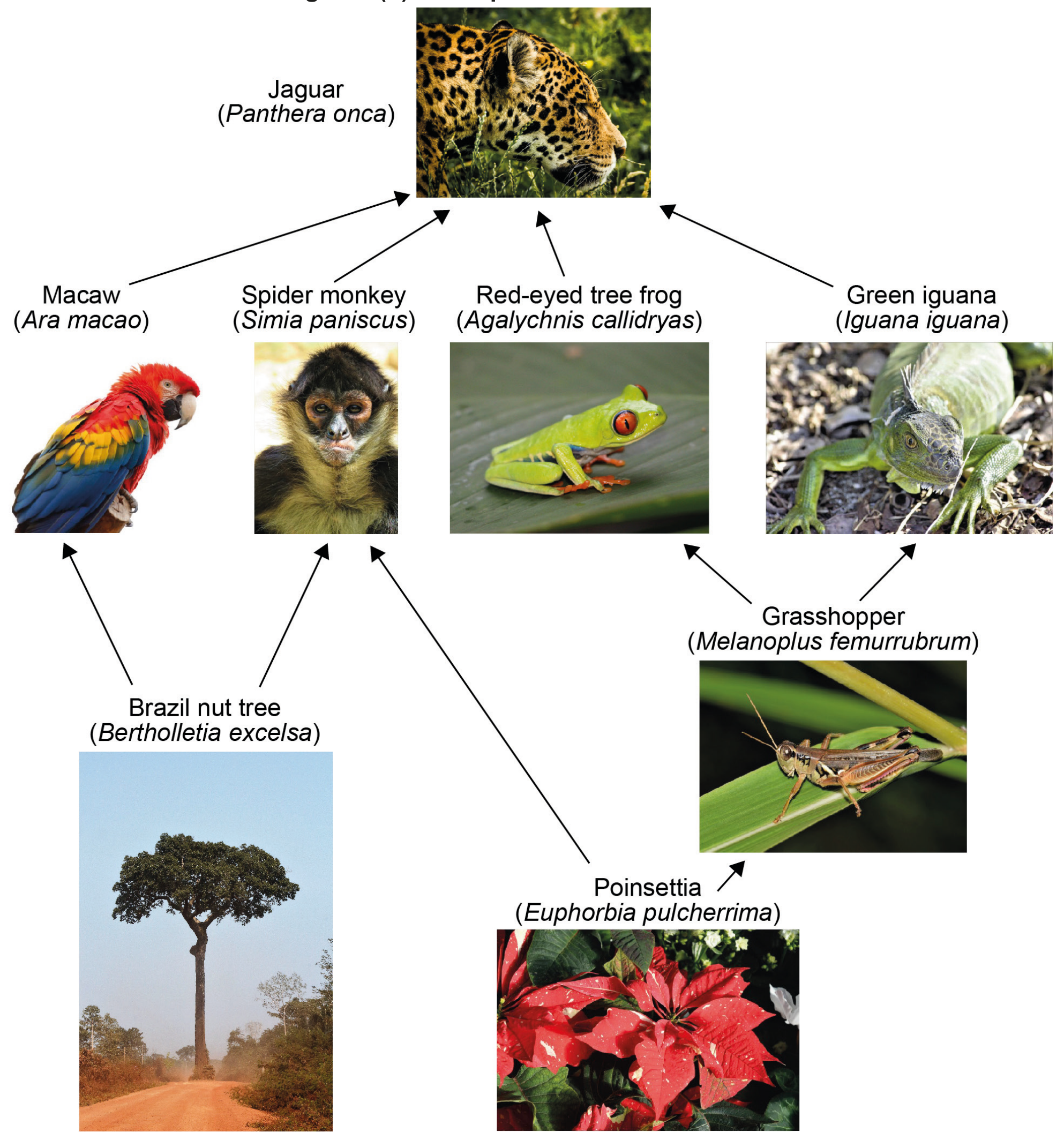Figure 6(b): Example of a Costa Rican web