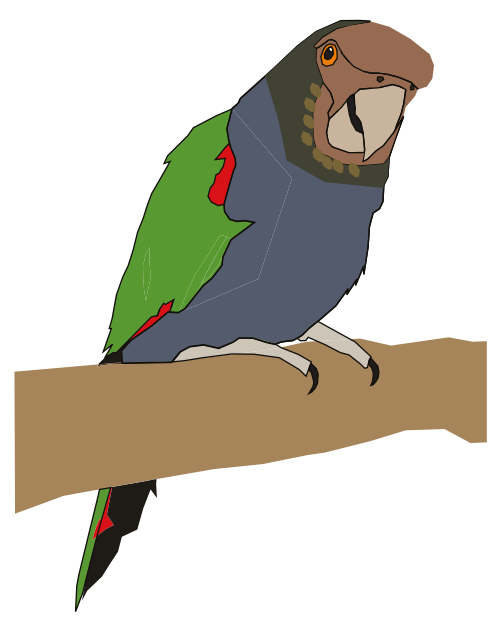 Figure 2(a): Imperial amazon fact file