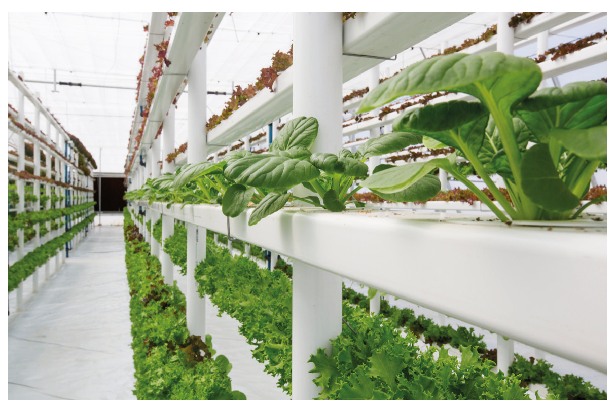 Figure 8(b): Underground vertical farm