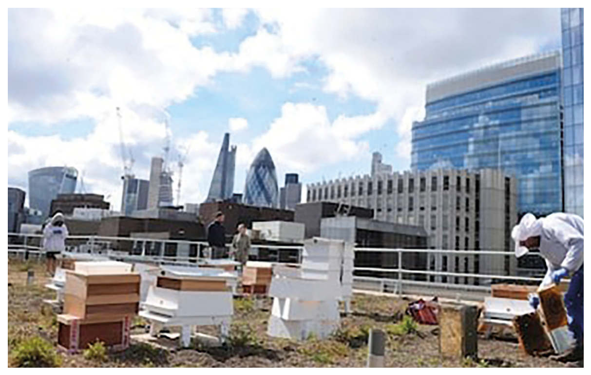 Figure 8(c): Rooftop beekeeping
