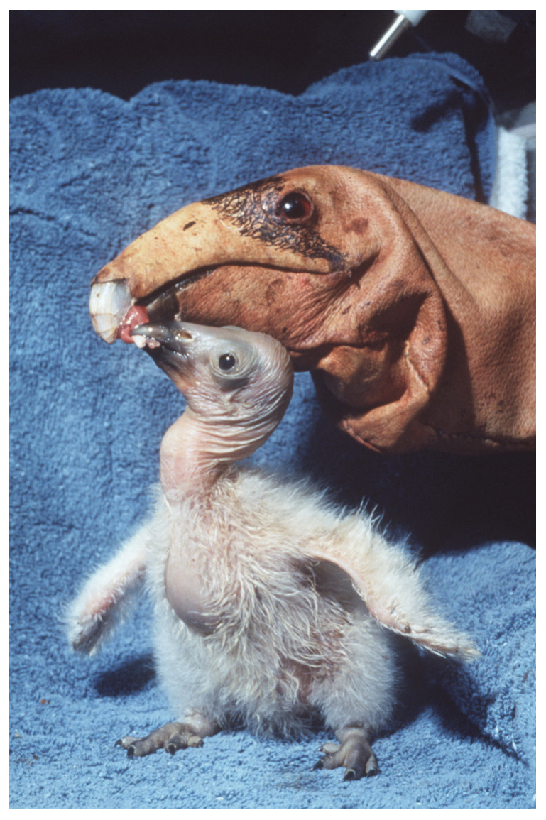 Figure 5(b): Condor chick hand-reared using a condor puppet
