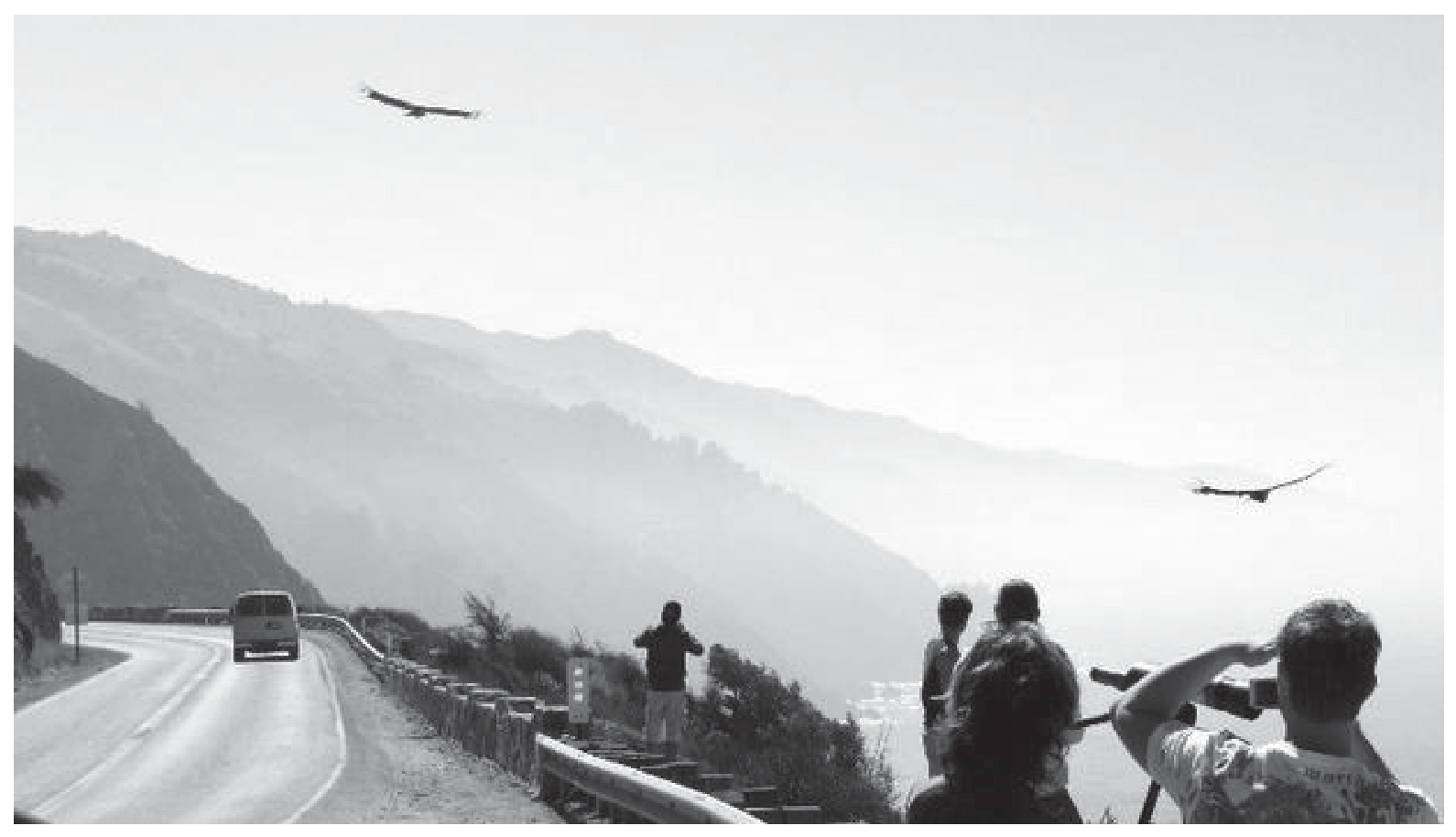 Figure 8(b): Tourists watching condors on the Californian coast