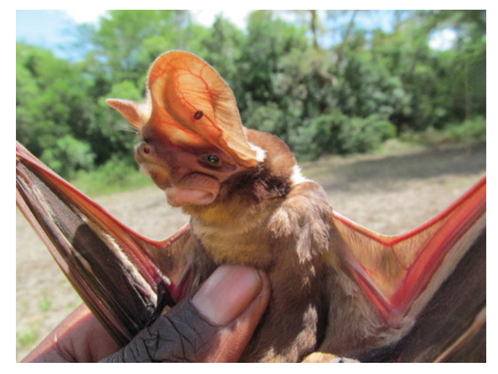 Figure 8(b): Large-eared free-tailed bat, near threatened