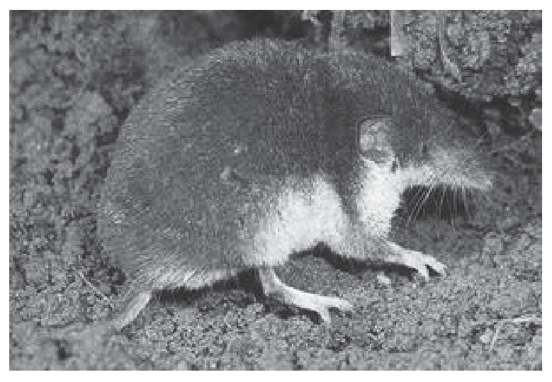 Figure 8(b): Ansell's shrew, endangered