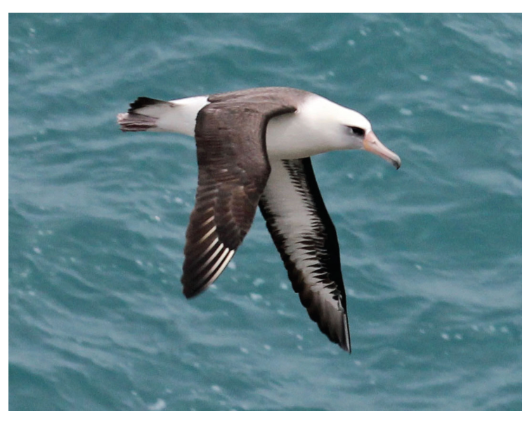 Figure 4(a): Pacific albatross in flight