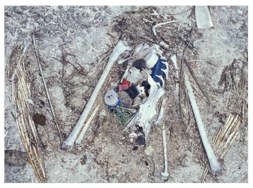 Figure 4(b): Dead albatross chick with plastic garbage in stomach