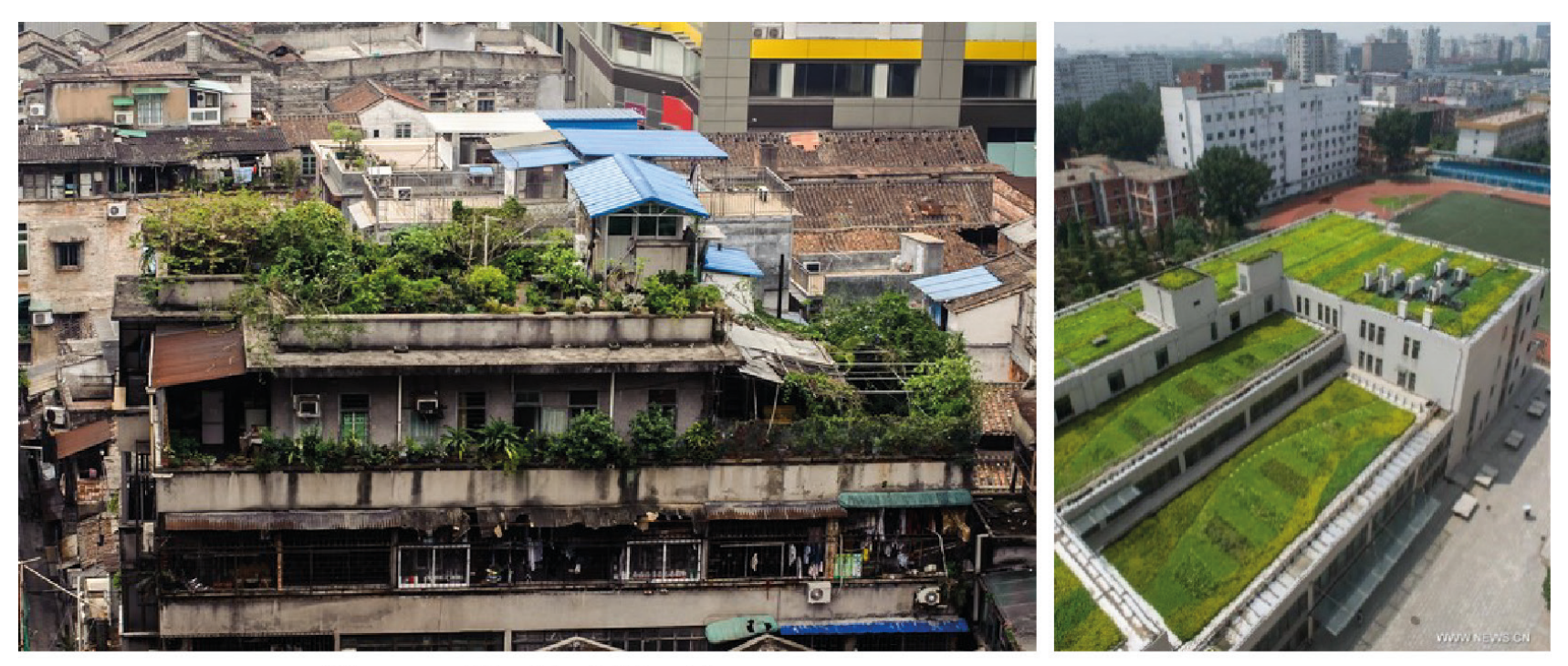 Figure 8: Green roof examples in Beijing