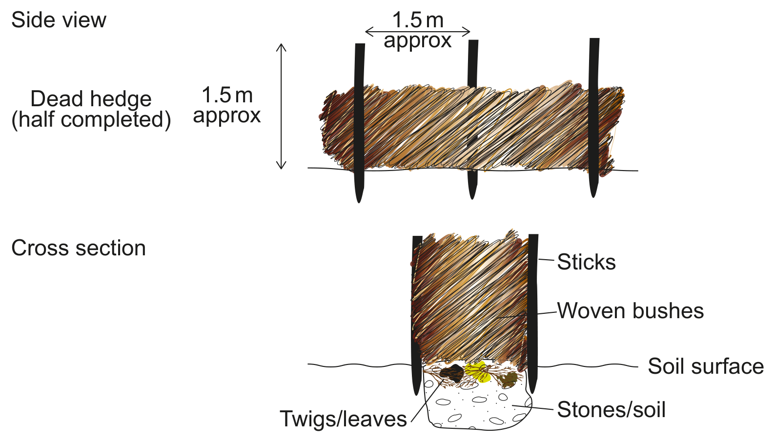Figure 11(b): Construction of a dead hedge