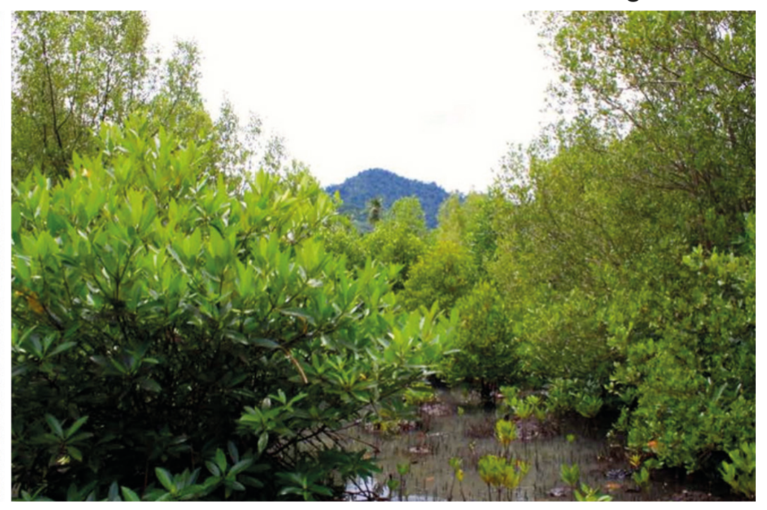 Same site in 2011 with established mangroves