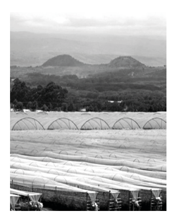 Figure 5: Geothermally heated greenhouses for flower farms