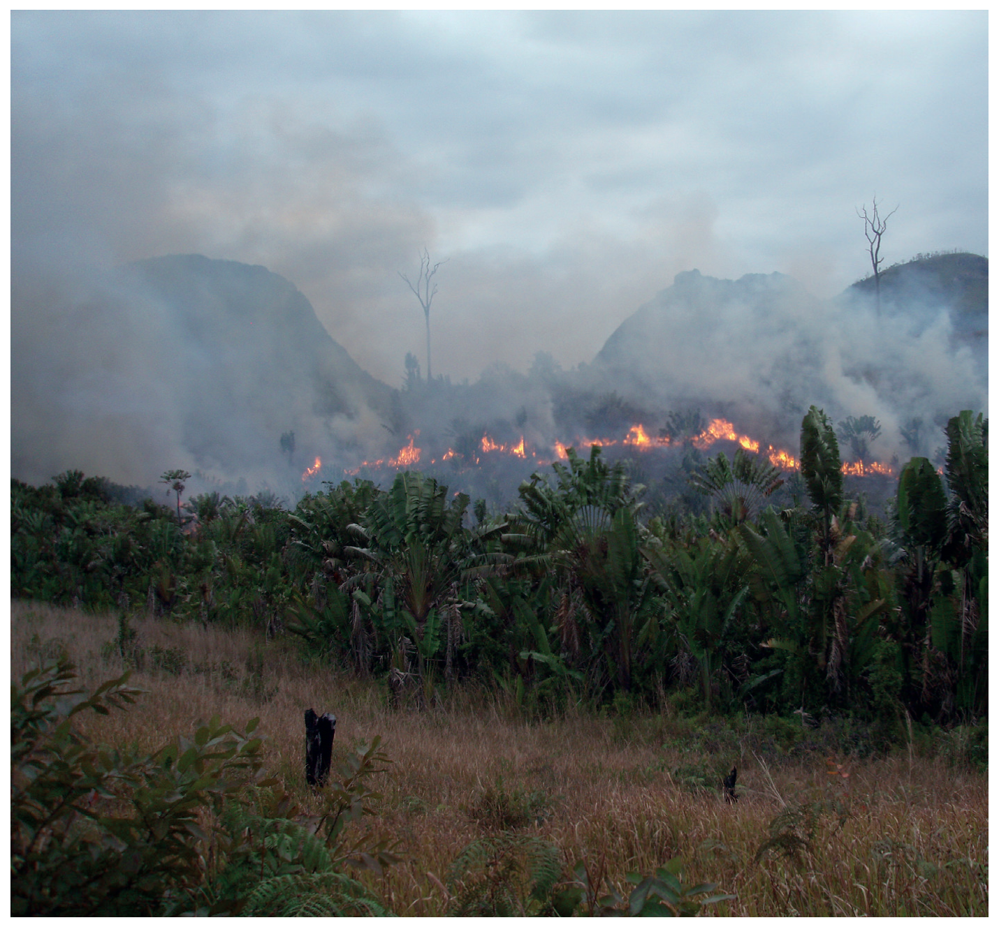 Figure 4(b): Clearance of forest for tavy agriculture