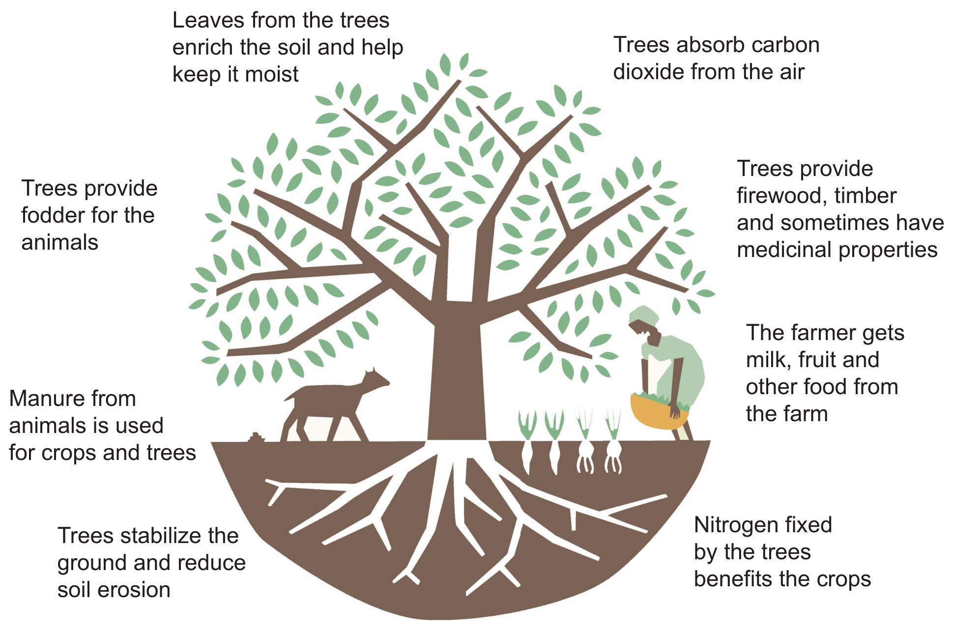 Figure 4(c): Agroforestry alternative to tavy farming