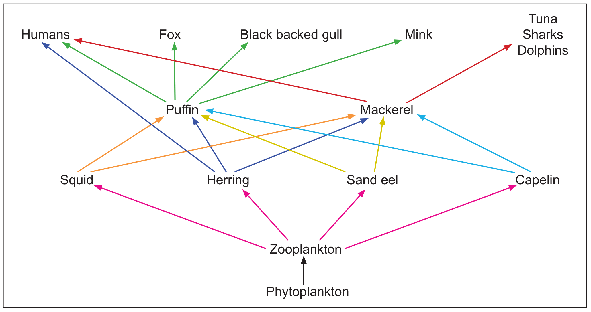 Figure 8(c): Food web for the Atlantic puffin