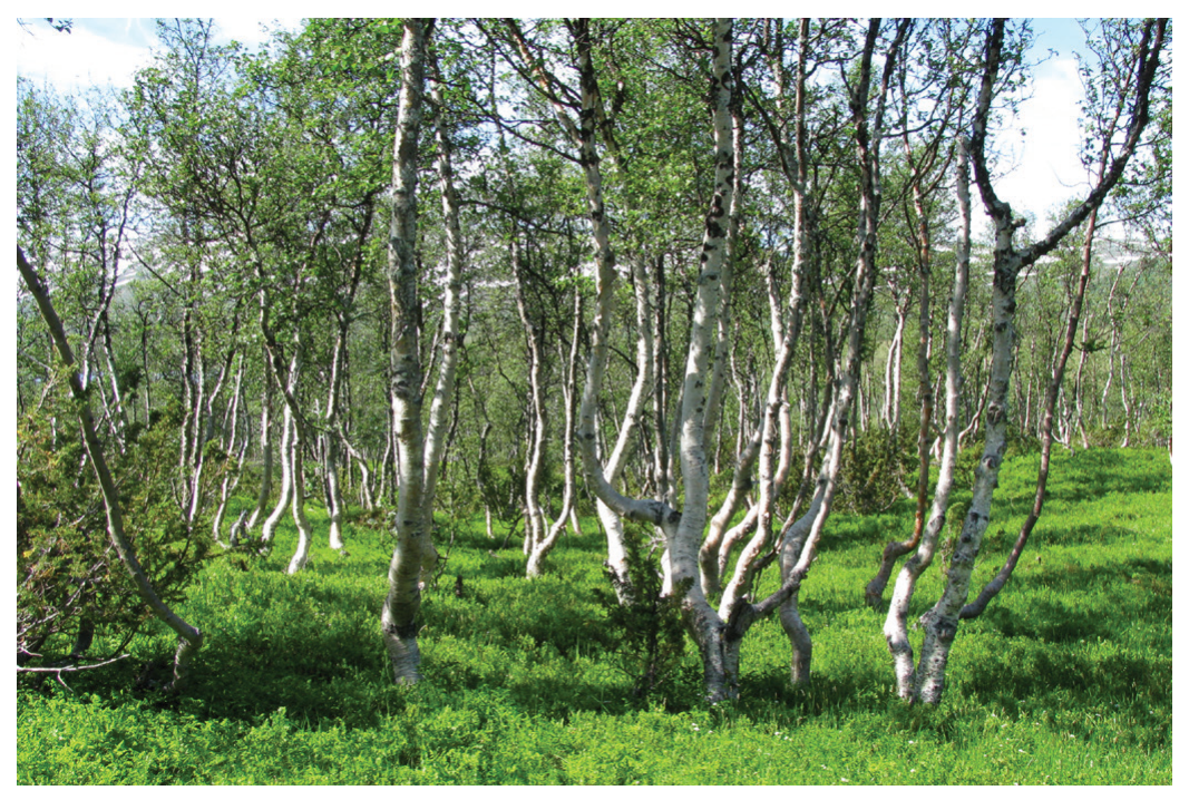 Figure 5: Native birch trees in Iceland