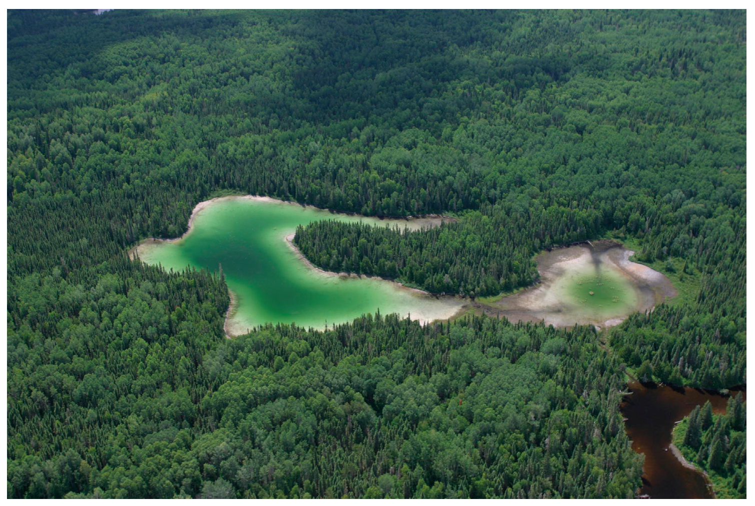 Figure 4(a): Boreal forest or taiga habitat in Alberta