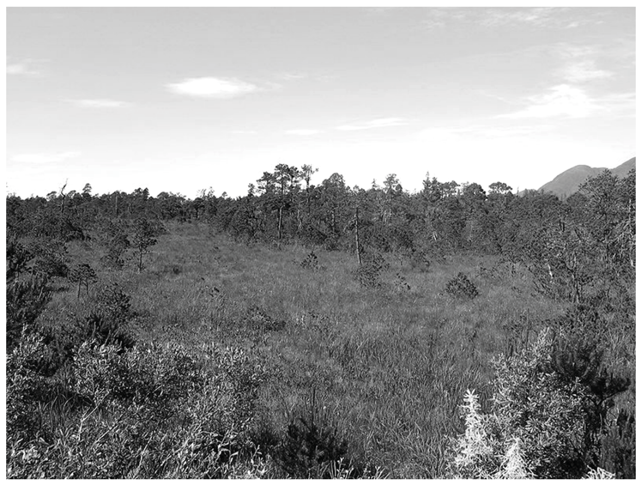 Figure 4(b): Muskeg habitat in Alberta