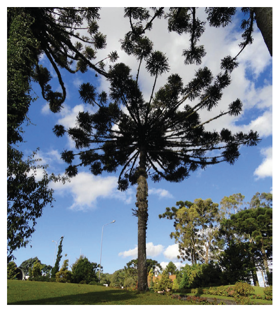 Figure 4: Photographs showing examples of species found in Brazil