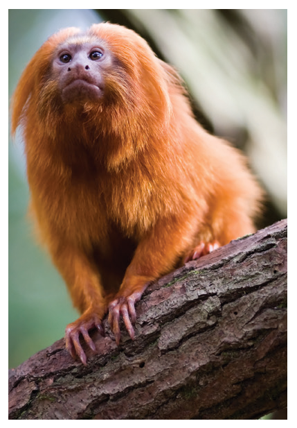 Figure 4: Golden lion tamarin, endangered