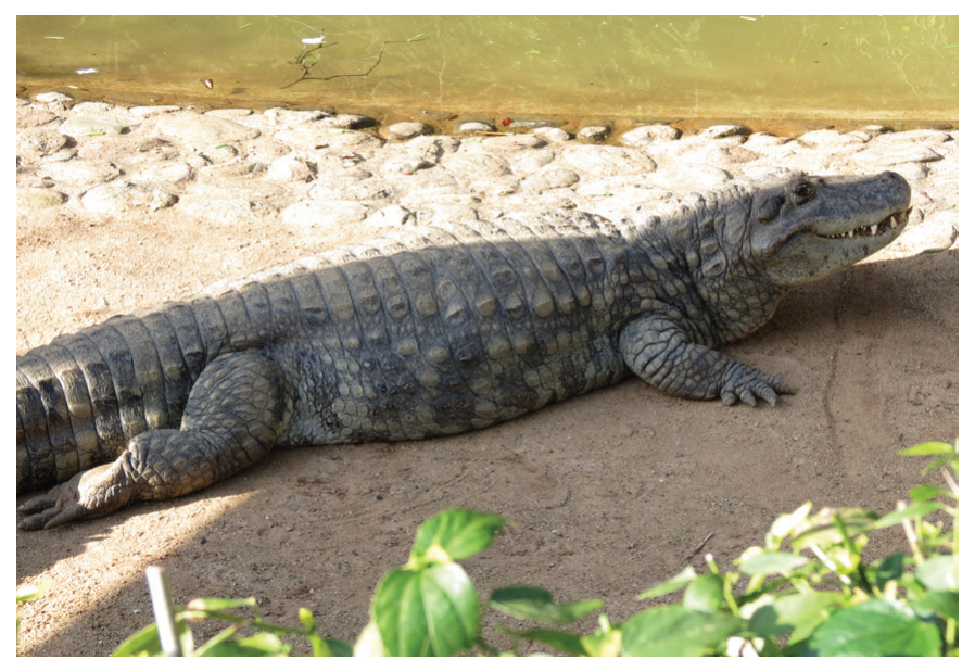 Figure 4: Broad-snouted caiman, least concern