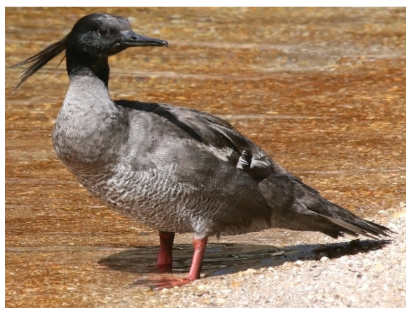 Figure 4: Brazilian merganser, critically endangered