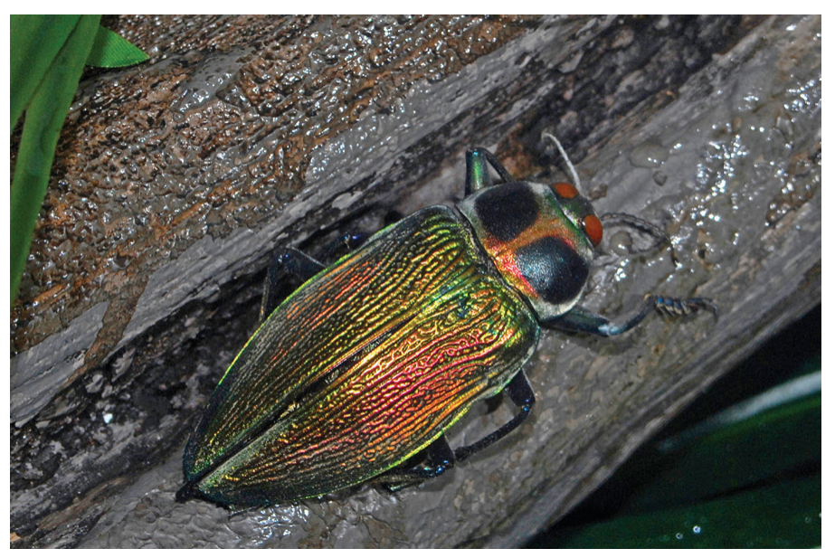 Figure 4: Giant metallic ceiba borer, not yet assessed