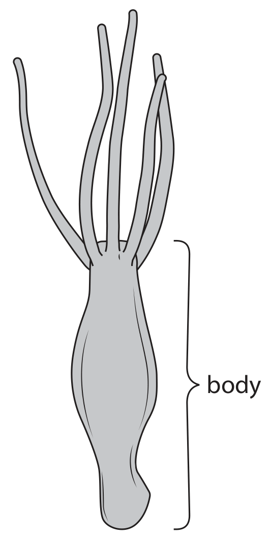 Figure for Question 4(a)(ii) — Edexcel A-Level Biology AS