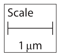 Figure for Question 4(b) — Edexcel A-Level Biology A2