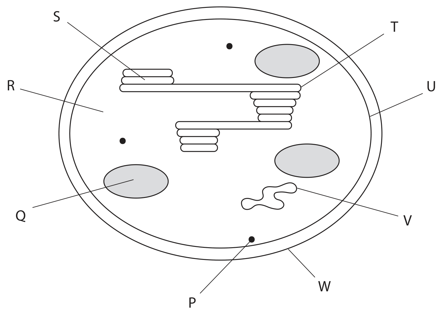 Figure for Question 1(e) — Edexcel A-Level Biology A2