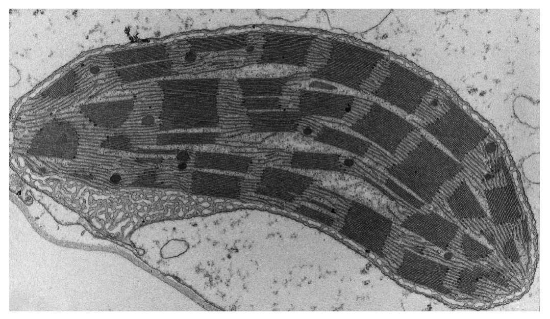 Figure for Question 5(a) — Edexcel A-Level Biology AS