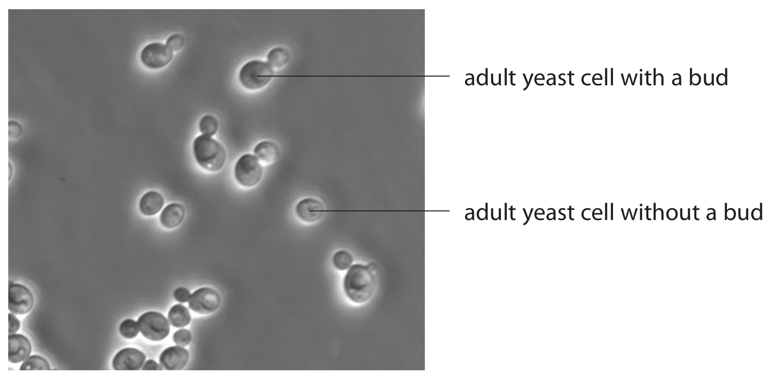 Figure for Question 7 — Edexcel A-Level Biology A2