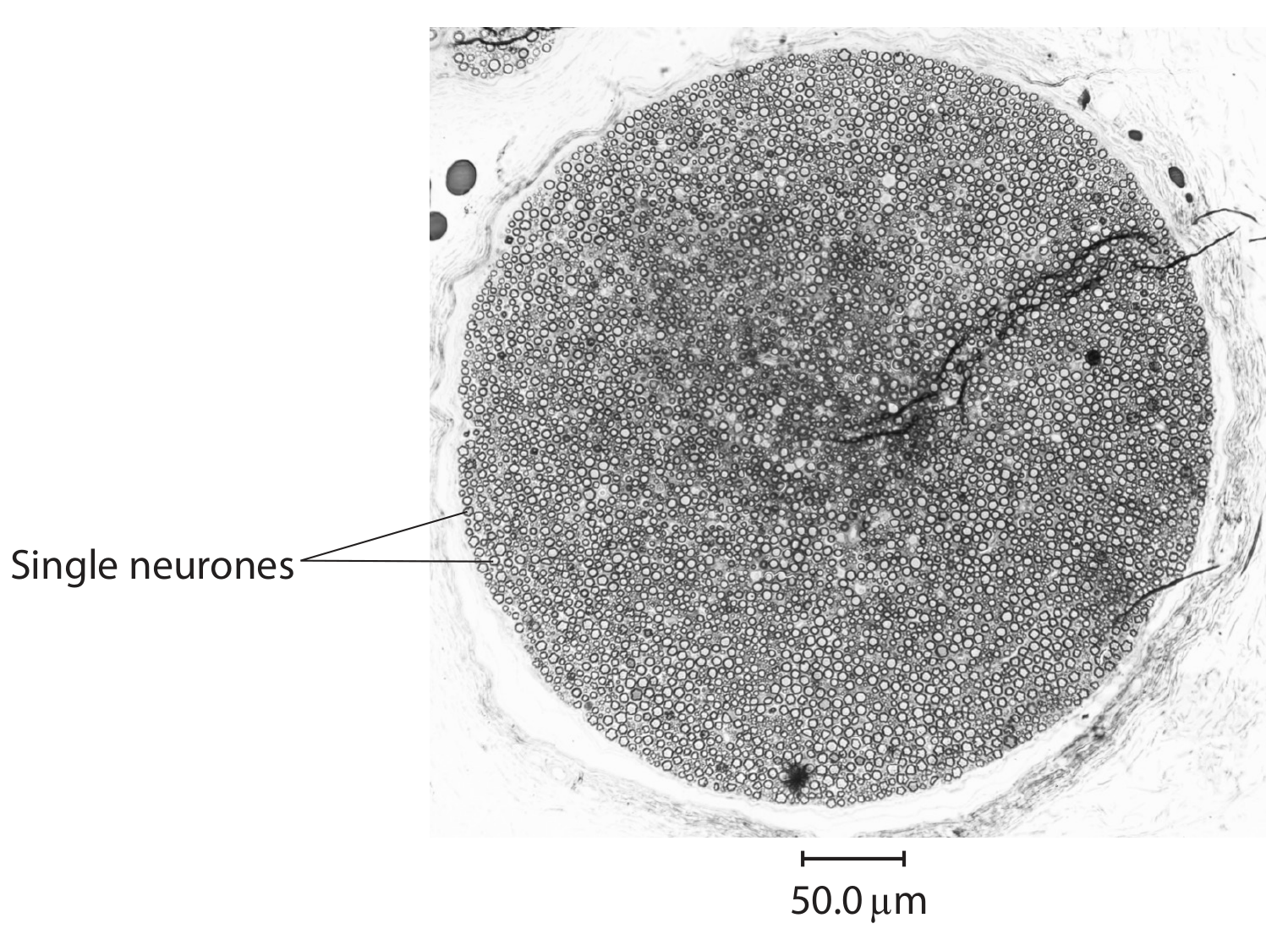Figure for Question 2(b) — Edexcel A-Level Biology A2