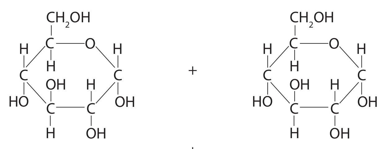 Figure for Question 6(a) — Edexcel A-Level Biology AS