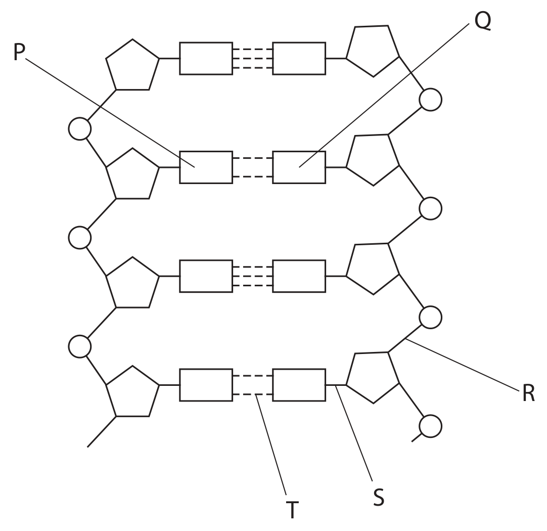 Figure for Question 2(a) — Edexcel A-Level Biology AS