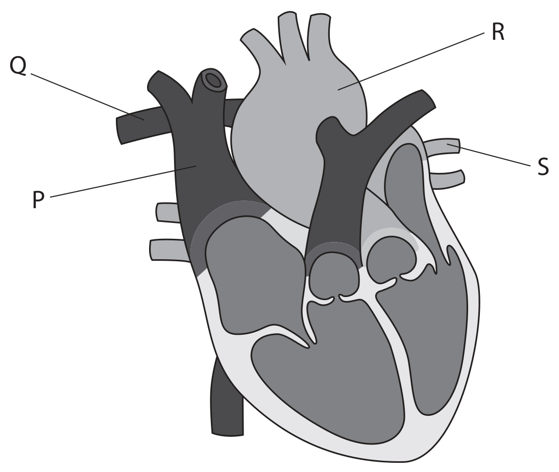 Figure for Question 4(a) — Edexcel A-Level Biology AS
