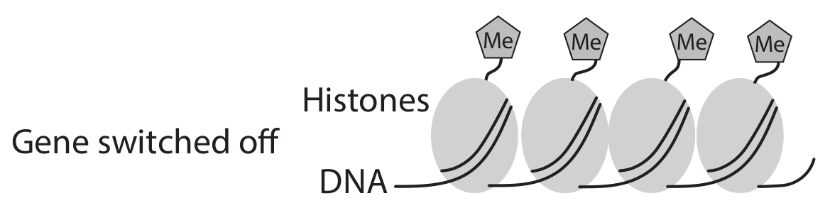 Figure for Question 5(c) — Edexcel A-Level Biology AS