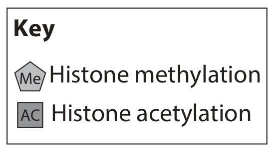 Table for Question 5(c) — Edexcel A-Level Biology AS