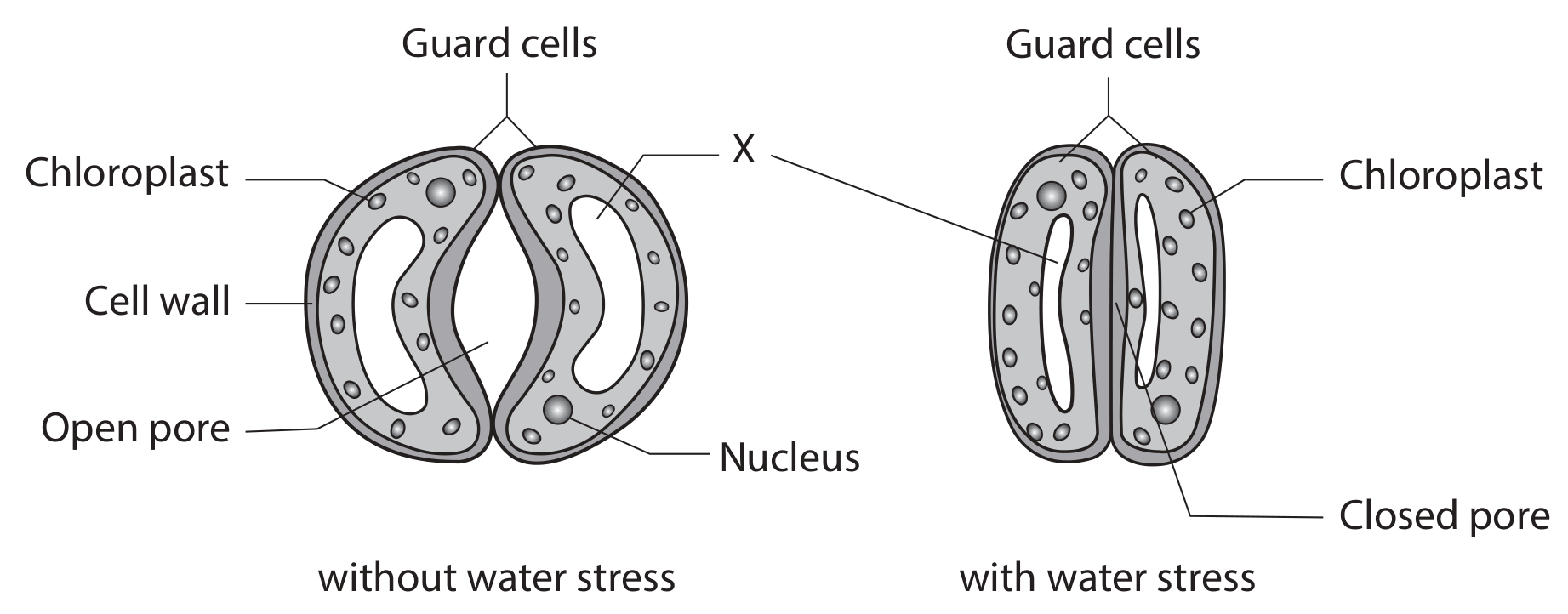 Figure for Question 6(b) — Edexcel A-Level Biology A2