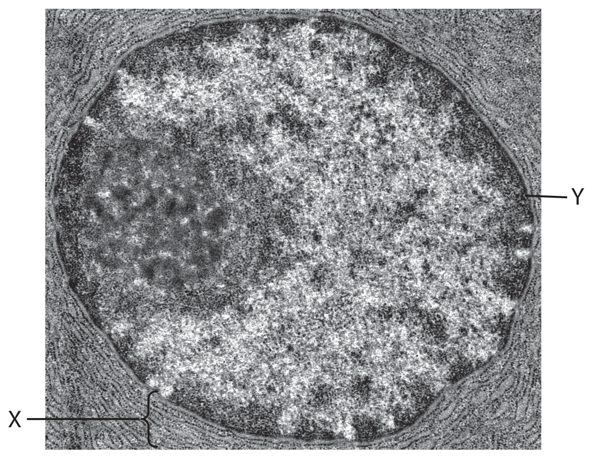 Figure for Question 1(b) — Edexcel A-Level Biology AS