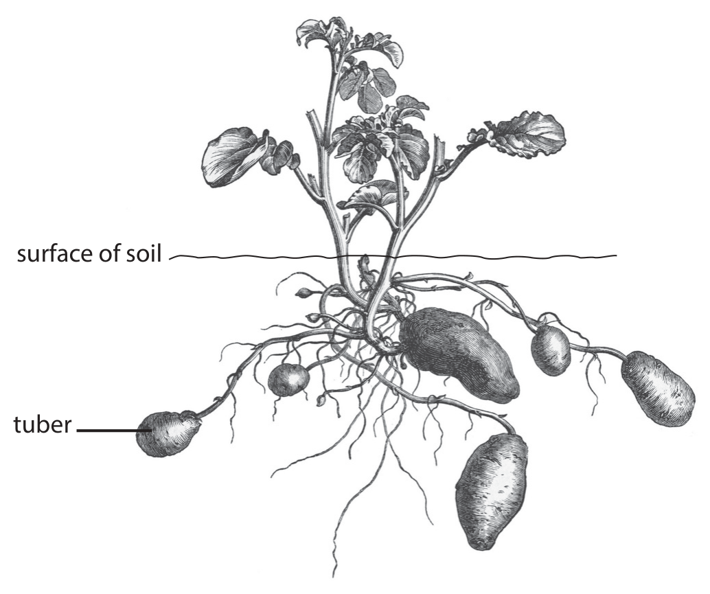 Figure for Question 1(c) — Edexcel A-Level Biology AS
