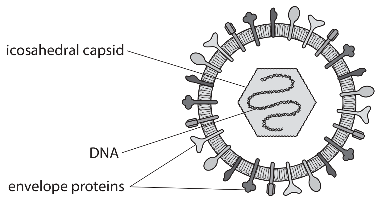 Figure for Question 5(b) — Edexcel A-Level Biology A2
