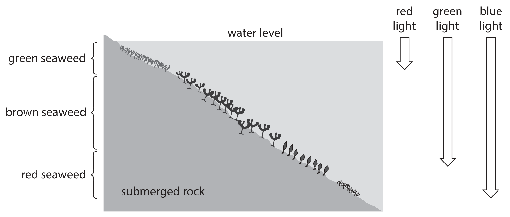 Figure for Question 1(c) — Edexcel A-Level Biology A2