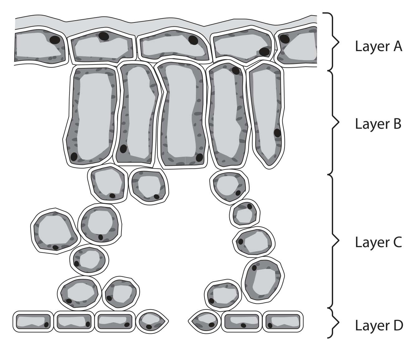 Figure for Question 4(c) — Edexcel IGCSE Biology