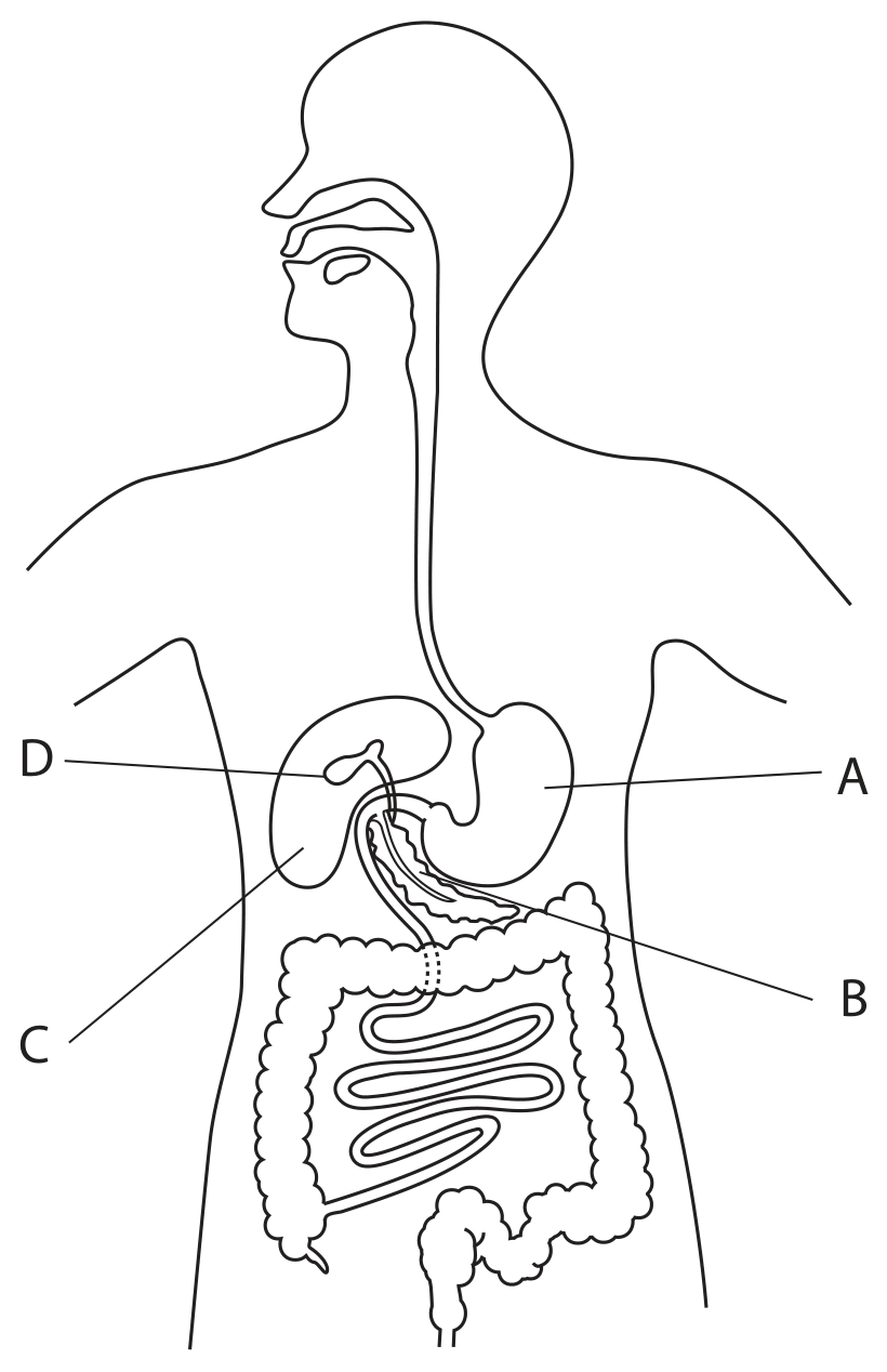 Figure for Question 4(a)(ii) — Edexcel IGCSE Biology