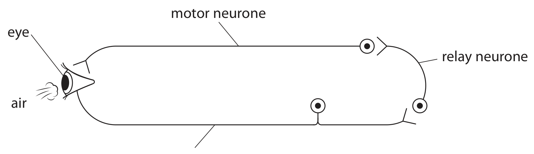 sensory neurone