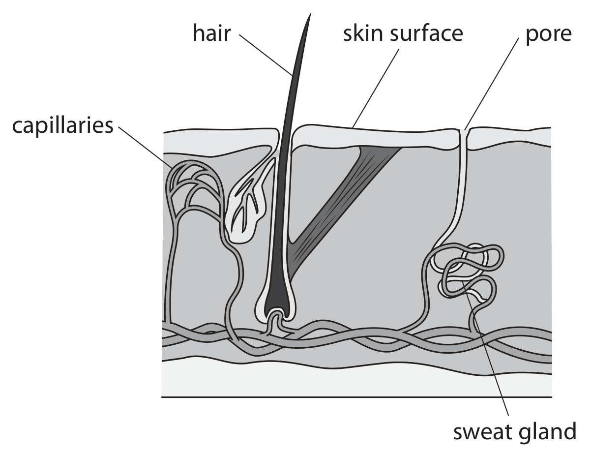 Figure for Question 7(b)(ii) — Edexcel IGCSE Biology