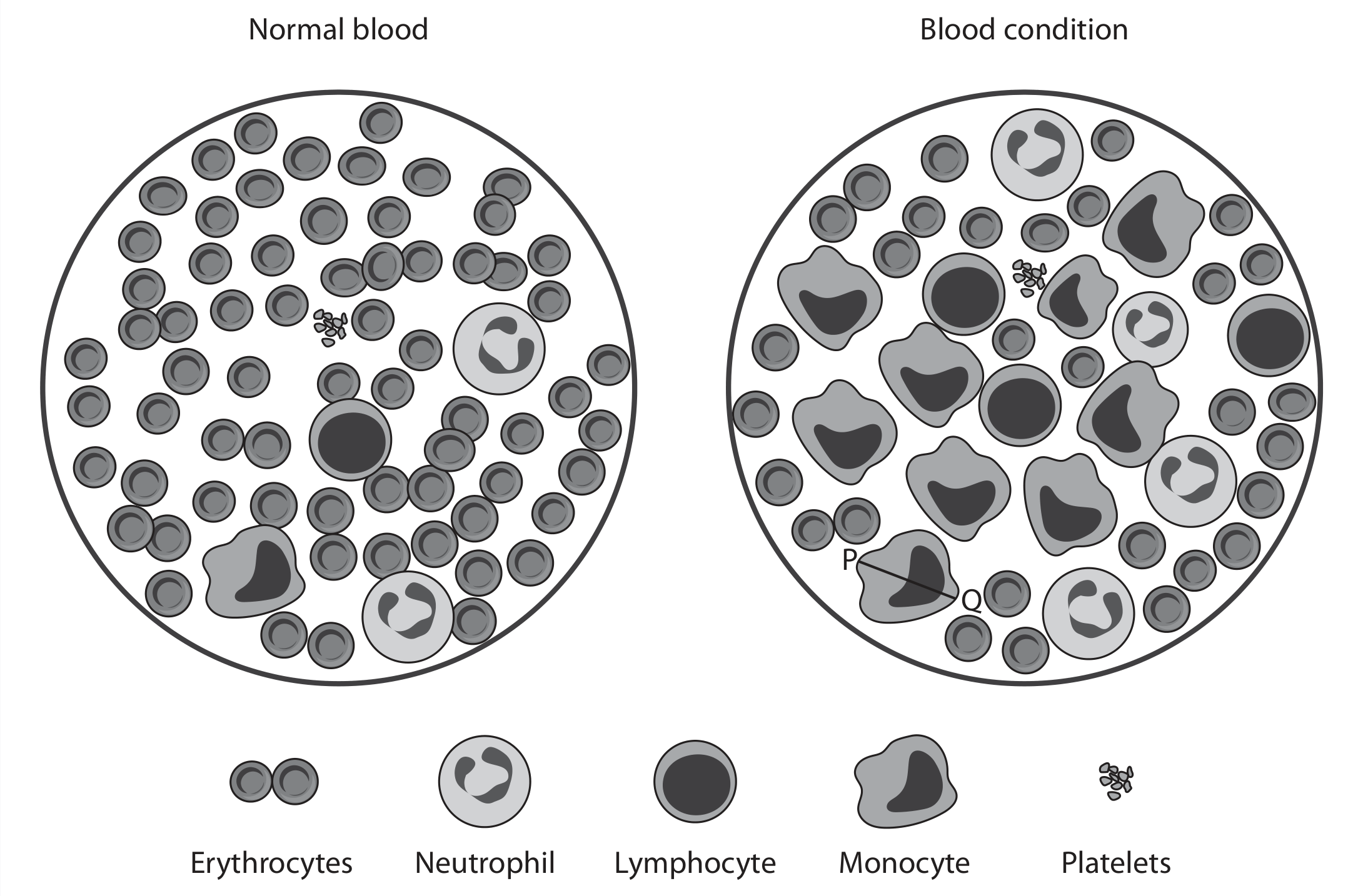 Figure for Question 4(c) — Edexcel IGCSE Biology
