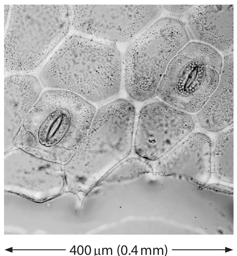 Figure for Question 1(f) — Edexcel IGCSE Biology