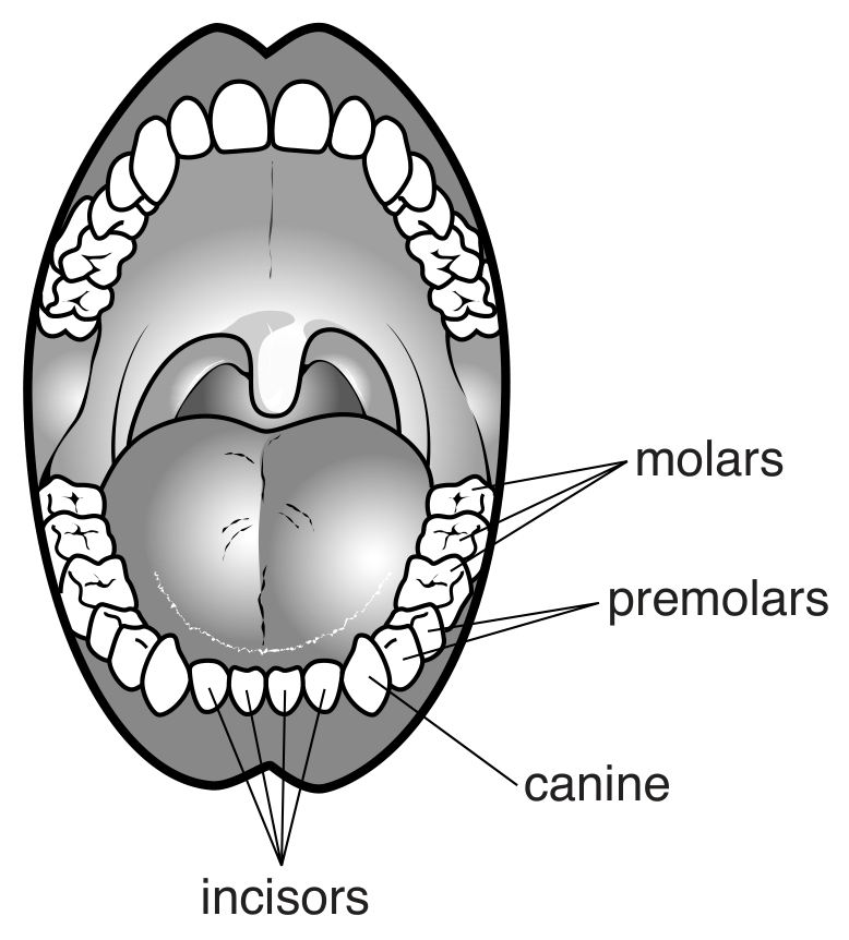 Fig. 5.1